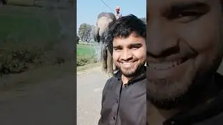 Cute Hathi 🐘 ka Fun Moment | Soond se Pani Fekti Hui Hathi 🦣#Hathi #ElephantFun #FunnyAnimal #video