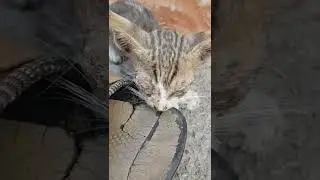 poor cat baby I am help but please help earning my YouTube #short #birds #cat