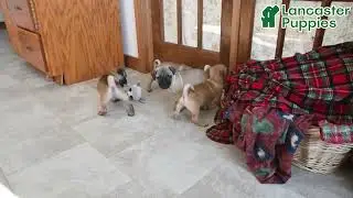 Sweet Jug Puppies