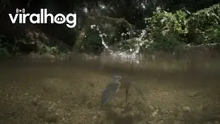 Kingfisher Dive Captured in Slow Motion || ViralHog