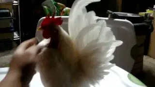 MOV06781