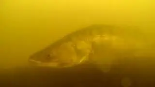 Cand&aacute;t&iacute; hn&iacute;zda na Orl&iacute;ku obsazena!!!
