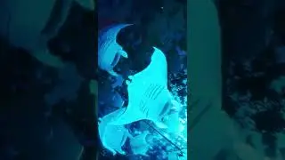 The beauty of the ocean 🌊 [海の美しさ]  #ocean #sea #anime #edits #tokyo #animeedits #amv