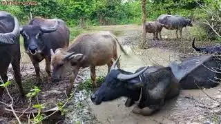 herding tame buffalo every afternoon-amazing buffalo.29