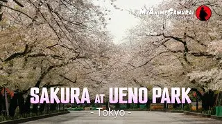 Sakura and Hanami at Ueno Park (Tokyo)