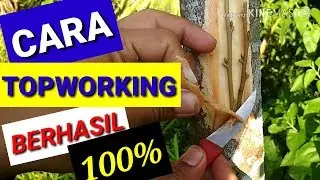 CARA TOPWORKING BERHASIL 100%