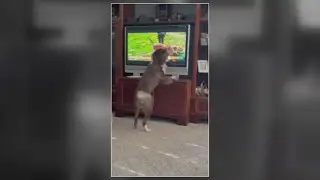 Adorable rescue dog cheers on WHAS11 Shelter Star dog