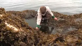 Ketchikan | What's Under that Rock?