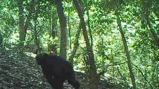 Adolescent chimpanzees harass. Watch the entire video to fully appreciate the interaction!