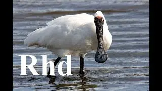 Black-Faced Spoonbill Bird , 2018 HD, Documentary.