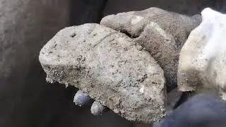 Clay with Gravel Layer; Part 13 Test dig at dead falls, #Yamashita #treasure #Hunting #gold
