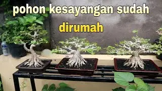 Cek Kondisi Pohon Di Rumah Dan Pohon Yang Baru Di Beli