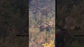 охота на лося | охота на лося | охота на лося