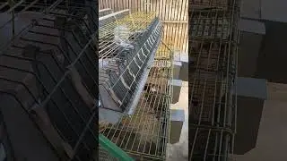 مواصفات بطارية الأرانب الصحيحة 