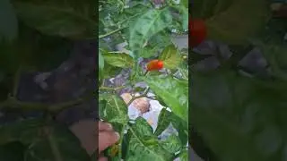 Harvesting chilies from our own cultivation #chili #hot #harvest #foodshorts #food #paper