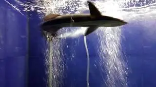 Matsyadarshini aquarium Visakhapatnam