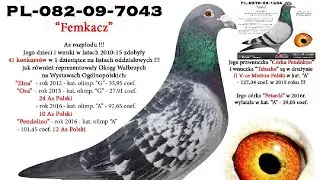GOŁĘBIE POCZTOWE - POTOMSTWO FEMKACZ/GRATIS W MOIM ROZPŁODZIE.