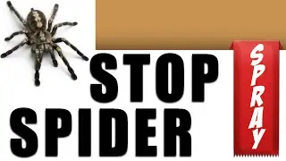 best way to protect garage from spiders