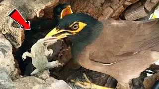 Lizard Evicted: Common Myna Protects Its Chicks by Tossing Reptile from Nest@BirdPlusAnimals 