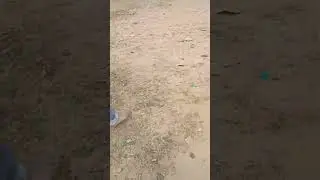 My picnic cricket playing video