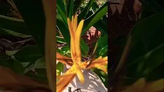 Flowers 29 | Helonica #Heliconia  #FlowerLovers #NatureBeauty #TropicalPlants #ExoticFlowers