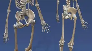 Human Skeleton System  01-    මානව සැකිලි පද්ධතිය 01