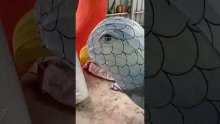 Birdy bird, lantern light manufacturing~ #Hoyechi