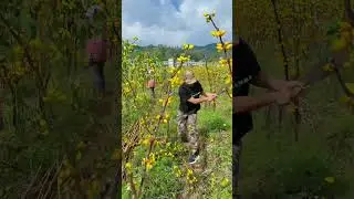 POWERFUL Pruning Method for Yellow Flowering Trees 💥