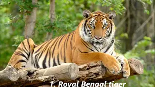 10 Animals and Birds Protected in Chitwan National Park.