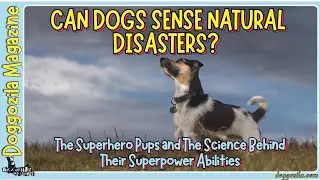 Can Dogs Sense Natural Disasters?
