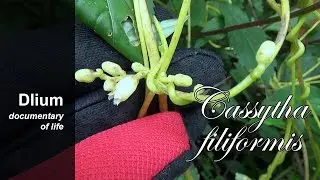 Laurel dodder (Cassytha filiformis) - part 2