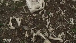 Caught on Camera: TxDOT dumping roadkill, waste and more