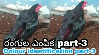 colour identification part-3||dega chupu kaki||#nanifarms#kukkutasastram