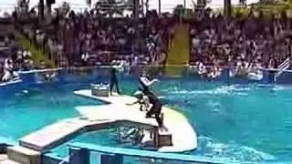 Killer Whale and Dolphin Show
