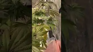 Bubblegum Sherbet