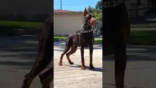 Red European Doberman Full Grown #doberman #dog #shorts #pitbull #europeandoberman #dobby