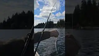 caught a big one out on mason lake! | #fishing #letsanglenw
