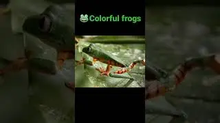#hard frog #shorts #video