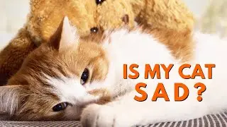 Is My Cat SAD ? 8 Signs of a Depressed Cat