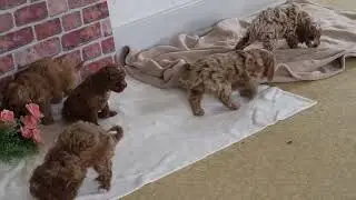 Cavapoo Puppies For Sale