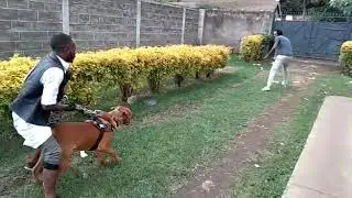 BEST BOERBOEL IN KENYA