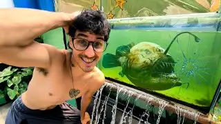 MEU AQUÁRIO DE PEIXES MONSTROS PREDADORES E EXÓTICOS QUEBROU 😵