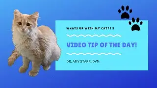 What&rsquo;s up with my Cat?!?