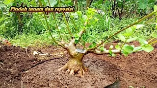 Bongkar dan pindah tanam yang aman pohon dijamin anti setres