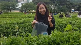 GREEN TEA MAKING EXPERIENCE in BOSEONG!