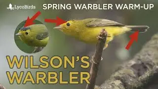 Wilson's Warbler Identification | Spring Warbler Warm-up