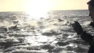 Полчища дельфинов, ЮАР. School of dolphins, False Bay