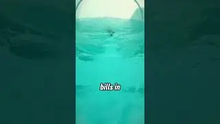 Почему наполнение бассейна в США стоит 3000 долларов 💸🏊