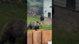 Grizzly Bears Visiting Maligne Adventures Staff House in Jasper National Park