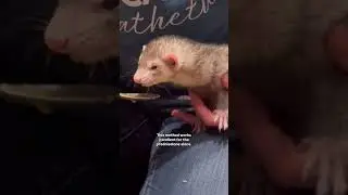 Ferret Medication Management #ferret #petcaretips #petmedicine